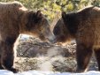 Medvědi a vlci